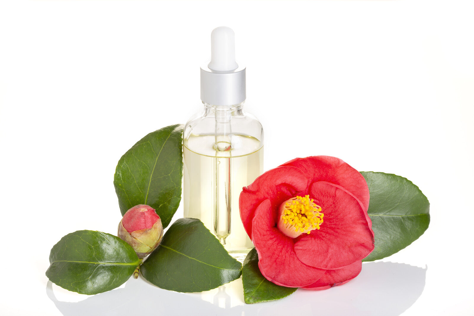 Camellia Oil (refined) (Kissi)