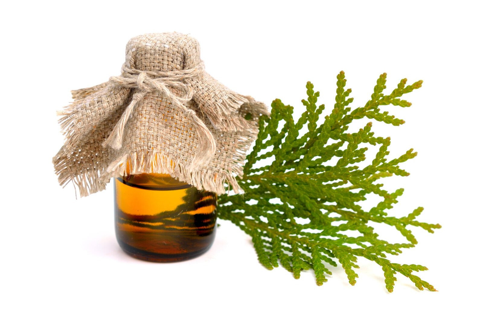 Arborvitae (Thuja Plicata) Essential Oil