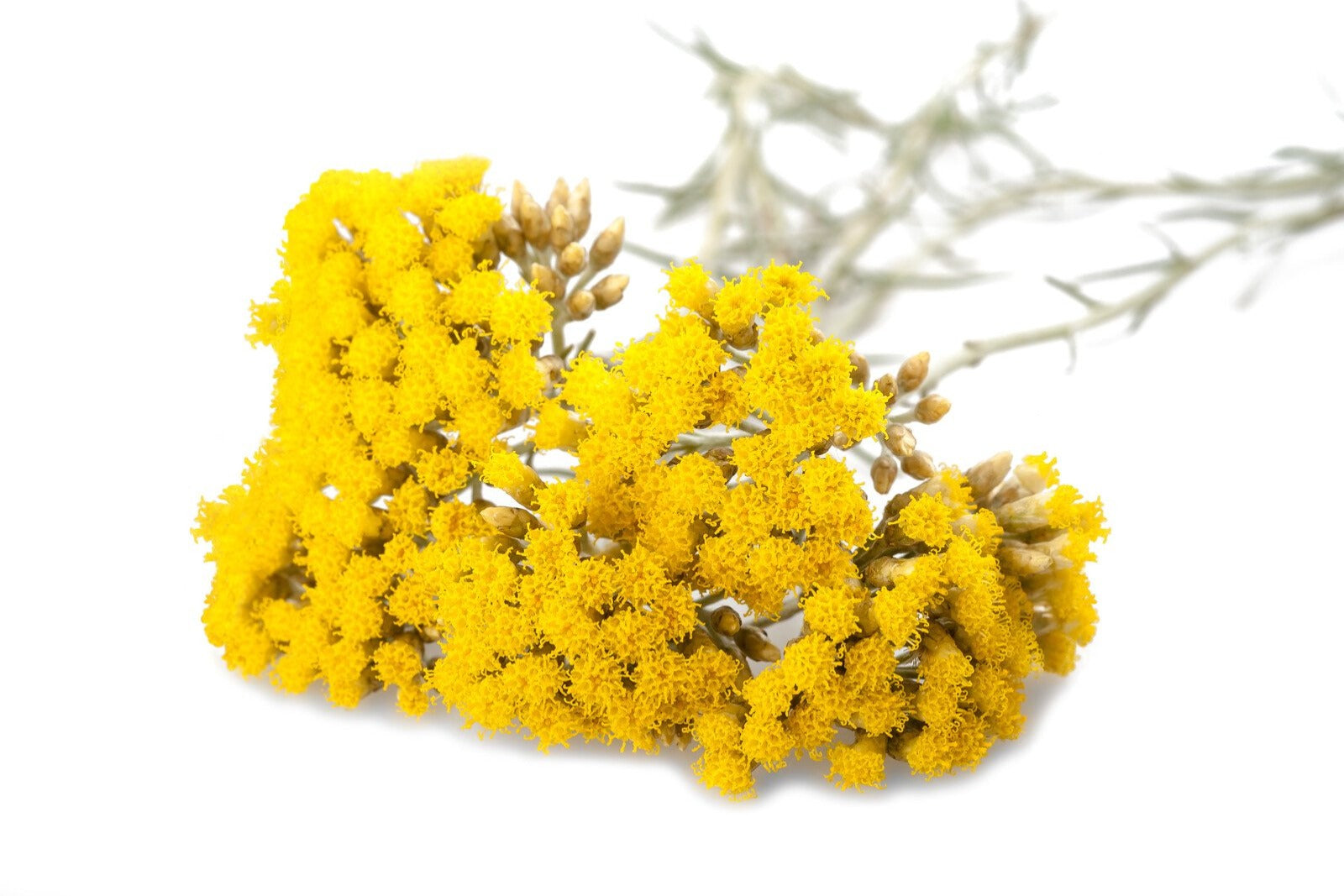 Immortelle Absolute