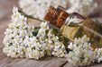 Yarrow / Millfoil Oil 10ml