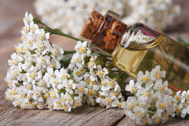 Yarrow / Millfoil Oil 10ml