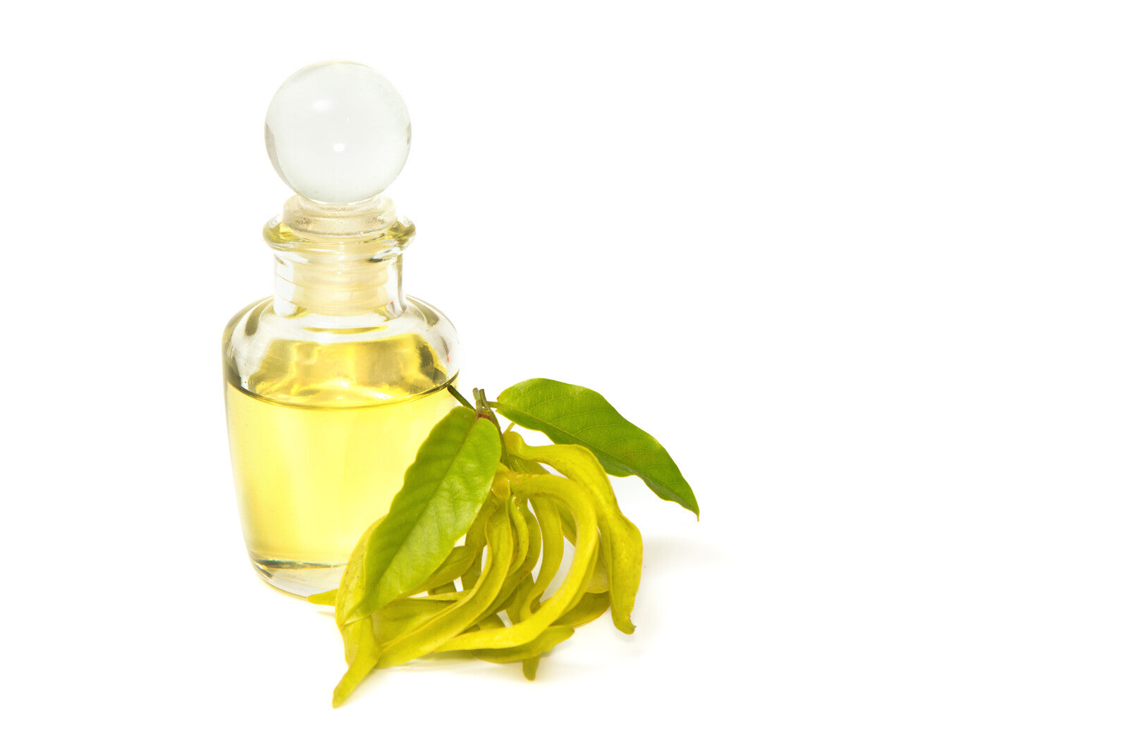 Ylang Ylang (no. III) Essential oil